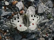 Parnassius apollo (Apollofalter, Weibchen) CH BE Hasliberg 1150 m, 26. 05. 2011