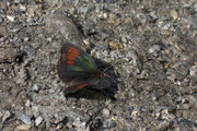 Erebia tyndarus (Schillernder Mohrenfalter, Männchen) / CH VS Lac Mauvoisin 1900 m, 18. 07. 2006