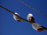 Salix caprea (Salweide) / Salicaceae