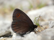 Erebia oeme lugens (Doppelaugen-Mohrenfalter) / CH OW Alpnach Märenschlag Pilatusgebiet  1300 m, 11. 07. 2016