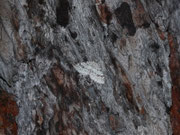 Venusia cambrica (Ebereschen-Bergspanner) / CH TI Bedrettotal 1837 m, 06. 07. 2016