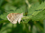 Xanthorhoe montanata (Schwarzbraunbinden-Blattspanner) / CH BE Hasliberg 1240 m (Eiablage an Geranium sylvaticum) 