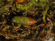Venusia cambrica / CH BE Reichenbach i.K., Bawald 1581 m an Alnus viridis (Zucht e.l.)