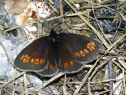 Erebia alberganus (Gelbäugiger oder Mandeläugiger Mohrenfalter) / IT Onsernonetal 1000 m, 20. 06. 2011