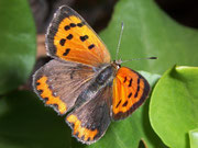 Lycaena phlaeas (Kleiner Feuerfalter) / Spanien Kan. Inseln La Gomera Barranco de la Negra  400 m, 07. 03. 2009