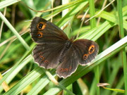 Erebia aethiops (Graubindiger Mohrenfalter, Weibchen) / CH TI Val Collo Bogno 1110 m, 25. 07. 2011
