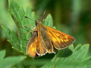 Ochlodes sylvanus (Rostfarbiger Dickkopffalter, Weibchen) / CH BE Hasliberg 1050 m, 11. 07. 2012