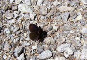 Erebia oeme (Doppelaugen-Mohrenfalter) / CH BE Hasliberg Balisalp 1600 m, 03. 07. 2005