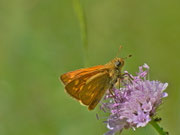 Ochlodes sylvanus (Rostfarbiger Dickkopffalter) / CH TI Sementina 223 m, 11. 06. 2013