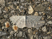 Scopula incanata (Weissgrauer Kleinspanner) / CH BE Hasliberg 1150 m, 27. 06. 2016