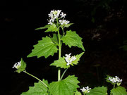 Alliaria petiolata (Knoblauchsrauke) / Brassicacea