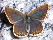 Polyommatus bellargus (Himmelblauer Bläuling, Weibchen) / CH BE Hasliberg 1050 m, 19. 08. 2007