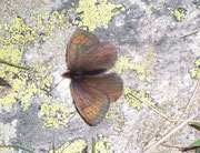 Erebia pandrose (Graubrauner Mohrenfalter) / CH VS Nufenen Lengtal 2200 m, 04. 07. 2008