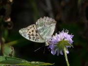 Argynnis paphia f. valesina (Esper, 1800) (Kaisermantel, Weibchen) / CH VS Geschinen Birchwald 1525 m, 26. 08. 2015