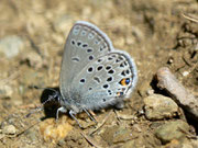 Plebejus optilete (Moor-Heidelbeer-Bläuling) / CH VS Val d'Anniviers, Zinal-Arolec 2195 m, 04. 07. 2012