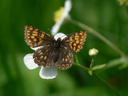 Hamearis lucina (Frühlings-Scheckenfalter) / CH NW Emmetten Zingel Richtung Niederbauen  1250 m, 13. 06. 2014