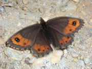 Erebia montana / CH VS Val d'Hérens Arolla 1900 m, 28. 09. 2009