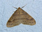 Agriopis aurantiaria