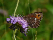 Erebia ligea (Weissbindiger Mohrenfalter) / CH VS Bellwald 1690 m, 16. 08. 2018