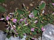 Ononis spinosa (Dornige Hauhechel) / Fabaceae