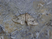 Venusia cambrica / CH BE Reichenbach i.K., Bawald 1581 m an Alnus viridis (Zucht e.l.)