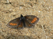 Erebia melampus (Kleiner Mohrenfalter) / CH TI Val Colla Bogno, San Lucio 1530 m, 25. 07. 2011