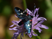 Zygaena ephialtes (Veränderliches Widderchen) / CH VS Ardon, Montau 800 m, 09. 07. 2021