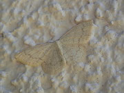 Scopula floslactata (Gelblichweisser Kleinspanner) / CH BE Hasliberg 1240 m, 04. 07. 2016
