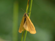 Eilema lutarella (Dunkelstirniges Flechtenbärchen) / CH VS Saastal, Saas Almagell, Moosgufer, Alter Miltärpfad, in Trockenwiese an xerothermer Hanglage, 1900 m, 12. 08. 2011