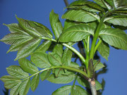 Fraxinus excelsior (Eberesche) / Oleaceae