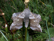 Laothoe populi (Pappelschwärmer)