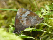 Erebia aethiops / CH GR Bregaglia, Bondo 1300 m, 29. 07. 2025