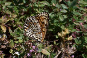 Melitaea didyma (Roter Scheckenfalter, Weibchen) / CH VS Oberems. 30. 07. 2006