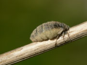 Orgyia antiqua (Schlehen-Bürstenspinner) / CH BE Hasliberg 1060 m, 01. 07. 2018, Weibchen, Zucht an Salix caprea
