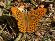 Argynnis paphia (Kaisermantel, Männchen) / CH BE Hasliberg 1070 m, 01. 08. 2013