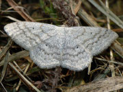 Scopula incanata (Weissgrauer Kleinspanner) / CH VS Laggintal 1500 m, 20. 07. 2010