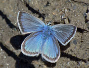 Polyommatus eros / VS Saastal, Mattmark Stausee, 11. 08. 2011