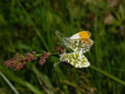 Anthocharis cardamines / CH BE Hasliberg 1050 m, 24. 06. 2026
