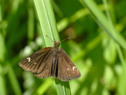 Heteropterus morpheus (Spiegelfleck-Dickkopffalter) / CH TI Personico, Val d'Ambra, 08. 07. 2025