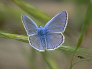 Polyommatus icarus (Hauhechelbläuling, Männchen) / E Girona - Figueres, Besalù, Rio Fluvià 151 m, 09. 05. 2012