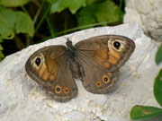 Lasiommata petropolitana (Braunscheckauge, Weibchen) / CH VS Montagne de Fecon 1630 m, 07. 08. 2012