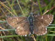 Pyrgus carlinae (Ockerfarbiger Würfelfalter, Weibchen) / Italien Aostatal Valpelline Glacier By 1620 m, 09. 09. 2008