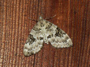 Thera variata (Veränderlicher Nadelholzspanner) / CH BE Hasliberg 1070 m, 13. 07. 2012