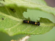 Orgyia antiqua (Schlehen-Bürstenspinner) / CH BE Hasliberg 1060 m, 21. 05. 2018 an Salix caprea (zufälliger Raupeneintrag, Zucht)
