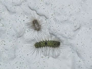 Nudaria mundana (Blankflügel-Flechtenbärchen, Jungräupchen mit abgestreifter Raupenhaut) CH BE Hasliberg 1240 m, 24. 10. 2013
