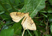 Eulithis pyraliata (Schwefelgelber Haarbüschelspanner)  CH BE Hasliberg 1050 m, 14. 07. 2006