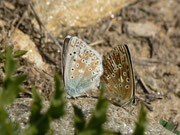 Polyommatus coridon (Silbergrüner Bläuling, Paarung) / CH VS Saas Almagell, Moosgufer, Wyssi Flüe 2181 m, 21. 08. 2013