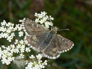 Pyrgus carlinae (Ockerfarbiger Würfelfalter, Weibchen) / CH VS Val d'Hérens, La Forclaz, Le Tsaté 1984 m, 31. 08. 2011
