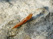 Watsonalla cultraria (Buchen-Sichelflügler) / CH BE Hasliberg 1240 m, 01. 07. 2025