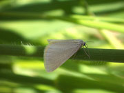 Udea austriacalis / CRAMBIDAE/Spilomelinae (Zünsler)